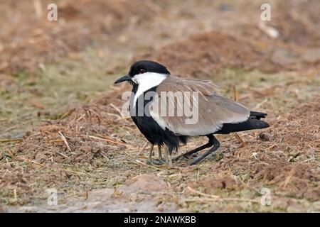 Sporenflügelläufer, Vanellus spinosus - Mutter-Cover-Küken Stockfoto