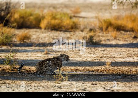 Cheetah am Wasserloch im Kgalagadi-Grenzpark, Südafrika; Specie Acinonyx jubatus Familie der Felidae Stockfoto