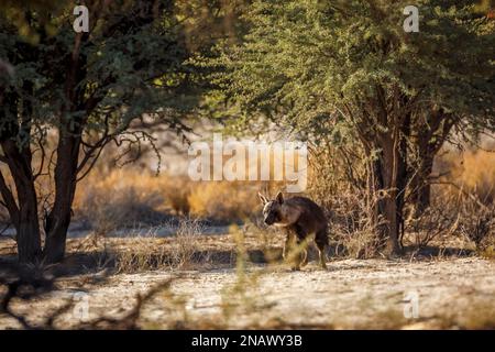 Braune Hyäne in ihrem Lebensraum im Kgalagadi-Grenzpark, Südafrika; Spezies Parahyaena brunnea Familie der Hyaenidae Stockfoto