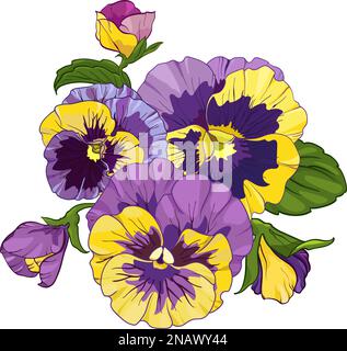 Uber die Blütenanordnung der auf weißem Hintergrund isolierten Pansien. Bouquets Viola, gelbe und violette Blumen grüne Blätter. Vektordarstellung Stock Vektor