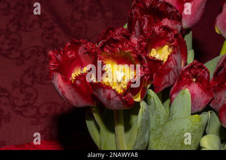 Dunkelrot mit gelben Tulpen auf rotem Hintergrund Stockfoto