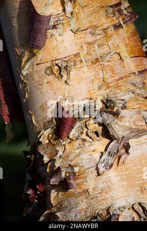 Winterrinde von Betula nigra, auch bekannt als Schwarze, Fluss- oder Wasserbirke in einem britischen Garten im Februar Stockfoto