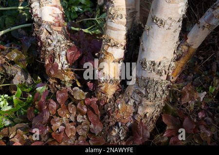 Winterkämme von Betula nigra, auch bekannt als Schwarze, Fluss- oder Wasserbirke, umgeben von brünierten Epimediumblättern in einem britischen Garten im Februar Stockfoto