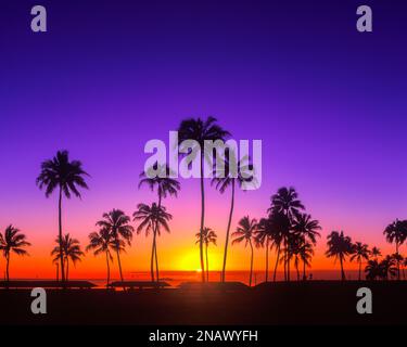 PALM BÄUME ALA MOANA PARK HONOLULU OAHU HAWAII USA Stockfoto