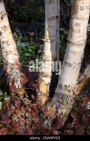 Winterkämme von Betula nigra, auch bekannt als Schwarze, Fluss- oder Wasserbirke, umgeben von brünierten Epimediumblättern in einem britischen Garten im Februar Stockfoto