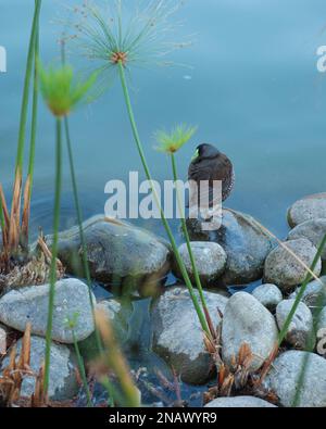 Tagüita, pollolla, pitroca, pollolla pintada. Chilenischer Vogel. Stockfoto