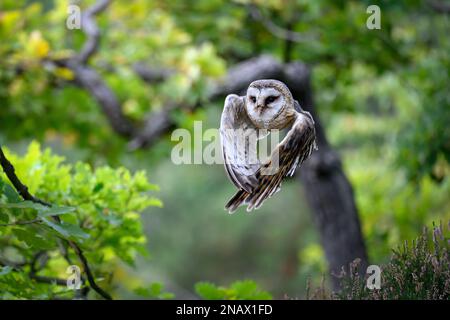 Eine Scheuneneule ist von einem Baum im Wald abgehauen. Stockfoto