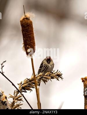 Rotabstimmungen in Nahaufnahme, auf Laub und Rohrkrüge mit unscharfem Hintergrund in der Umgebung und Umgebung des Lebensraums. Finch Foto und Bild. Stockfoto