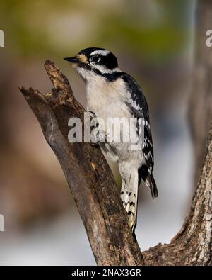 Specherweibchen auf einem Ast, die Lebensmittel mit einem verschwommenen Hintergrund in ihrer Umgebung und ihrem Lebensraum suchen. Stockfoto