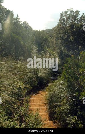 Gaet, Italien. Wandern Sie durch die dichte Vegetation im Parco Monte Orlando. Stockfoto