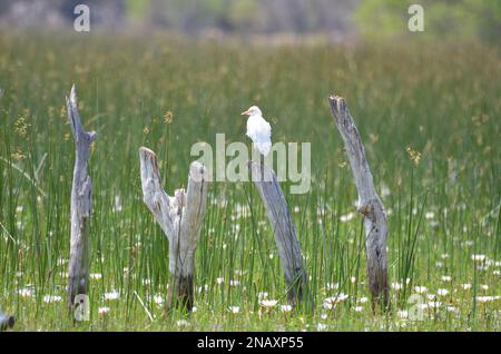 Rindereier auf einem Pfahl, Okavango Delta Stockfoto