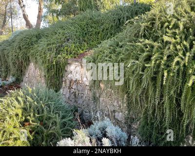 Creeping Rosemary (Prostrate Rosemary) bedeckt eine Mauer entlang einer Straße in Italien Stockfoto