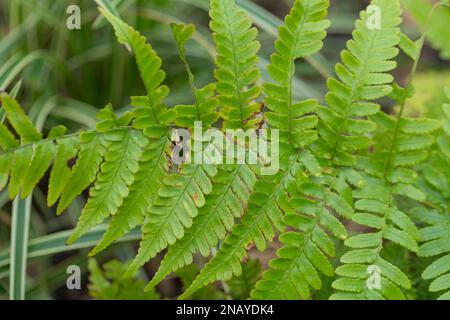 Nahaufnahme eines Copper Shield Fern, Dryopteris Erythrosora ' Brilliance' Stockfoto