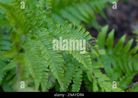 Shield Fern, Dryopteris Erythrosora ' Brilliance' Stockfoto