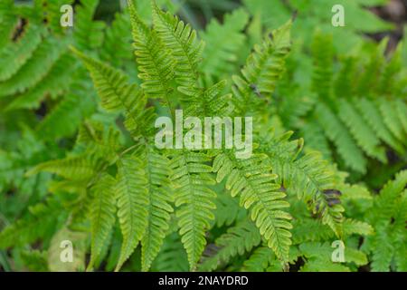 Shield Fern, Dryopteris Erythrosora ' Brilliance' Stockfoto