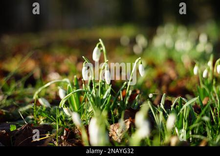 Blumen am Morgen Stockfoto