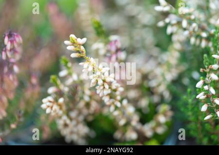 Nahaufnahme einer farbenfrohen Heidepflanze, Erica carnea f. alba ' Springwood White', die in einem Garten wächst (mit Hintergrundunschärfe). Stockfoto