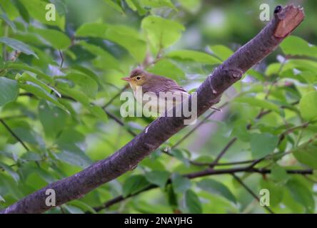 Icterine Warbler (Hippolais icterina), männlicher Erwachsener, der im Baum Polen sitzt Mai Stockfoto