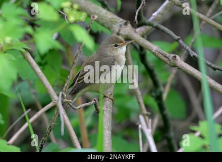 Marsh Warbler (Acrocephalus palustris), männlicher Erwachsener, hoch oben im Busch Polen Mai Stockfoto