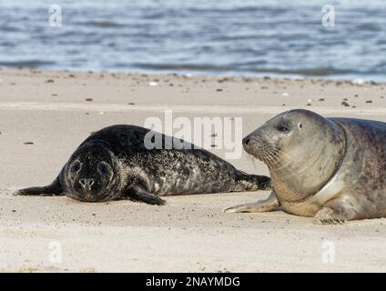 Die Graurobben (Halichoerus grypus) wurden im Januar 2023 während der Gartensaison am Horsey Beach in Norfolk, Großbritannien, herausgezogen und ruhten dort. Stockfoto