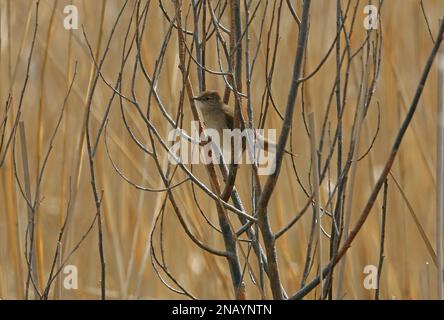 Savi's Warbler (Locustella luscinioides), männlich in toter Weide im Schilfbett Polen Mai Stockfoto