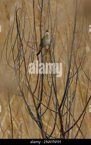 Savi's Warbler (Locustella luscinioides), männlich in toter Weide im Schilfbett und singt Polen Mai Stockfoto