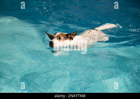 Jack Russell Terrier Hund schwimmt an einem sonnigen Tag im Außenpool Stockfoto