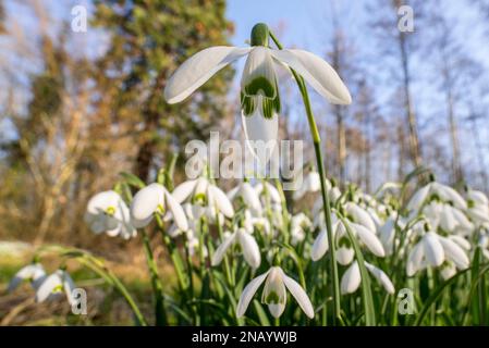 Schneeglöckchen (Galanthus nivalis / Chianthemum nivale) weiße Blumen, die im Winter im Wald blühen Stockfoto