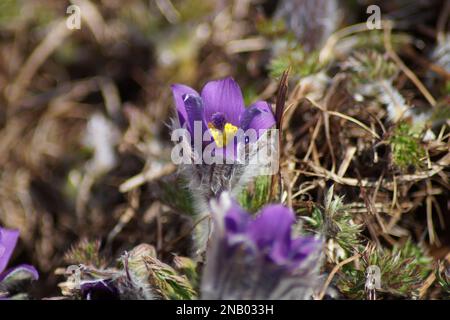 Ganzjährige Pulsatilla vulgaris blüht im Garten Stockfoto