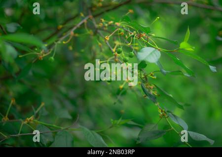 Grüne Früchte der Pflaumenbäume, die zu reifen beginnen, hängen Sie an einen Baum Zweig Stockfoto