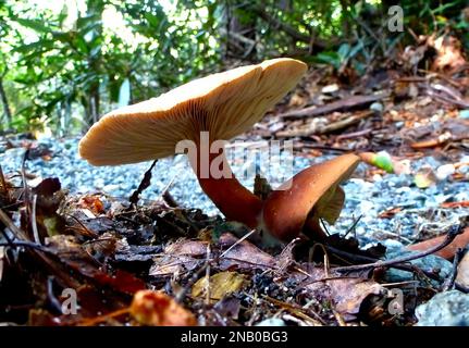 Eine Eichenmilchmütze, Lactarius quietus, Pilze unter einer Eiche Stockfoto