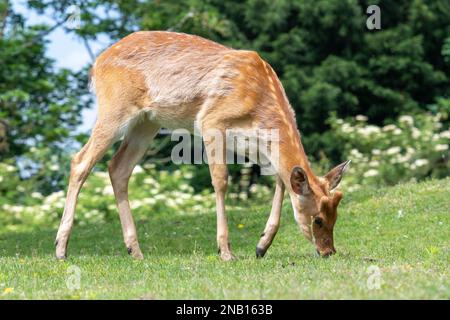 Nahaufnahme eines jungen barasingha (rucervus duvaucelii)-Hirsches beim Grasen Stockfoto