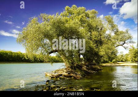 Weidenbäume am Rhein an einem sonnigen Tag. Stockfoto