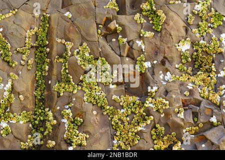 Acorn Barnacles, auch Felsenbarnacles genannt, oder Sessile Barnacles, symmetrische Muscheln, die an Felsen in Avila Beach, Kalifornien, befestigt sind Stockfoto