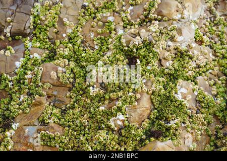 Acorn Barnacles, auch Felsenbarnacles genannt, oder Sessile Barnacles, symmetrische Muscheln, die an Felsen in Avila Beach, Kalifornien, befestigt sind Stockfoto