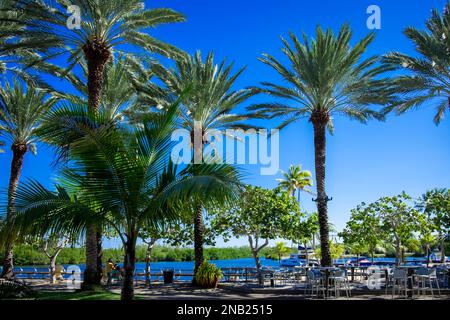 Grand Cayman, Kaimaninseln, Dezember 2022, Blick auf die Camana Bay Promenade am Karibischen Meer Stockfoto