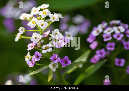 Süßes Allysum in Blüte an einem Sommertag, Lobularia maritima Makrofoto mit selektivem Soft Ficus Stockfoto