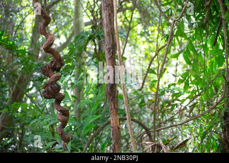 Ein grüner Dschungel mit hängenden Reben. Die Natur des Regenwaldes in Asien. Stockfoto