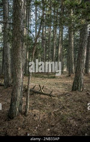 Spätwinter im Wald auf dem Berg Tara in Serbien Stockfoto