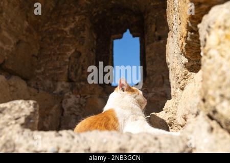 Katze, die in der Sonne schläft in der alten Akkerman Festung in Bilhorod-Dnistrovskyi, Ukraine Stockfoto