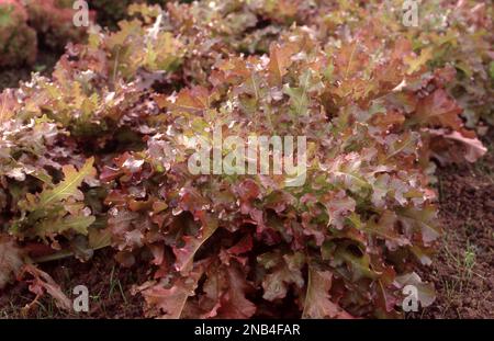 ROTBLATTSALAT „ROTE EICHE“ (LACTUCA SATIVA), DER IN EINEM GEMÜSEGARTEN IN AUSTRALIEN WÄCHST. Stockfoto