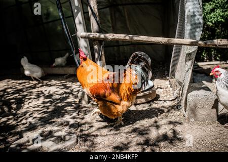 Auf Dem Land. Ein wunderschöner roter Hahn in einem Hühnerstall mittags im Schatten. Stockfoto