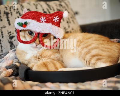 Mika, der orangene Tabby, der vorgibt, Santa zu sein Stockfoto