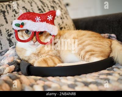 Mika, der orangene Tabby, der vorgibt, Santa zu sein Stockfoto