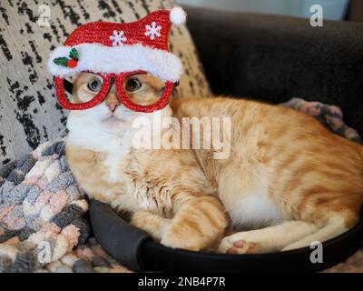Mika, der orangene Tabby, der vorgibt, Santa zu sein Stockfoto