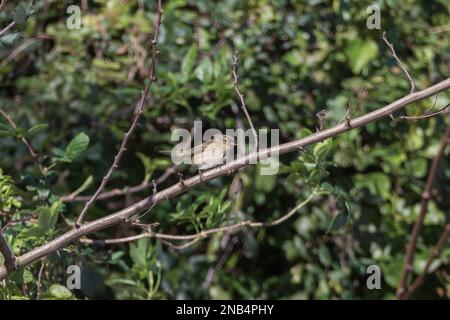 phylloscopus collybita in einem Zweig mit sonnigem Tag Stockfoto