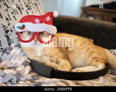 Mika, der orangene Tabby, der vorgibt, Santa zu sein Stockfoto