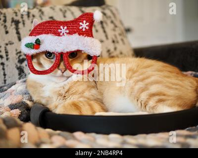 Mika, der orangene Tabby, der vorgibt, Santa zu sein Stockfoto
