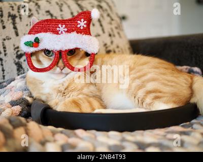 Mika, der orangene Tabby, der vorgibt, Santa zu sein Stockfoto