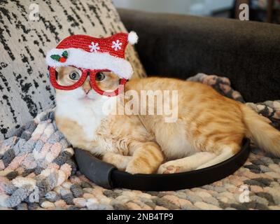 Mika, der orangene Tabby, der vorgibt, Santa zu sein Stockfoto